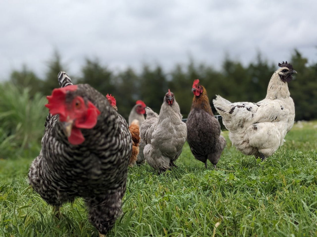 Why Chicken Tractors Produce Healthier Chickens and Better Eggs