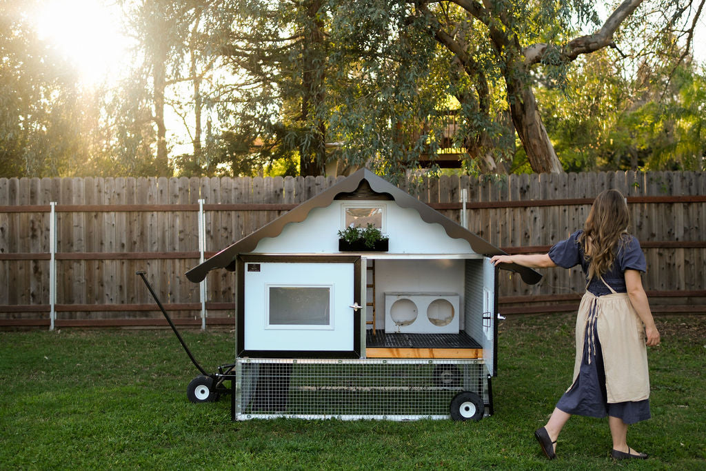 Can you save money by raising your own eggs?