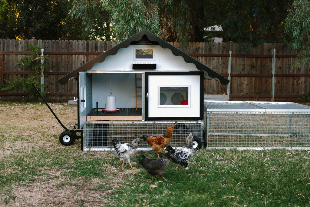 Chicken Tractor vs Stationary Coop: Which Is Better for Backyard Chickens?