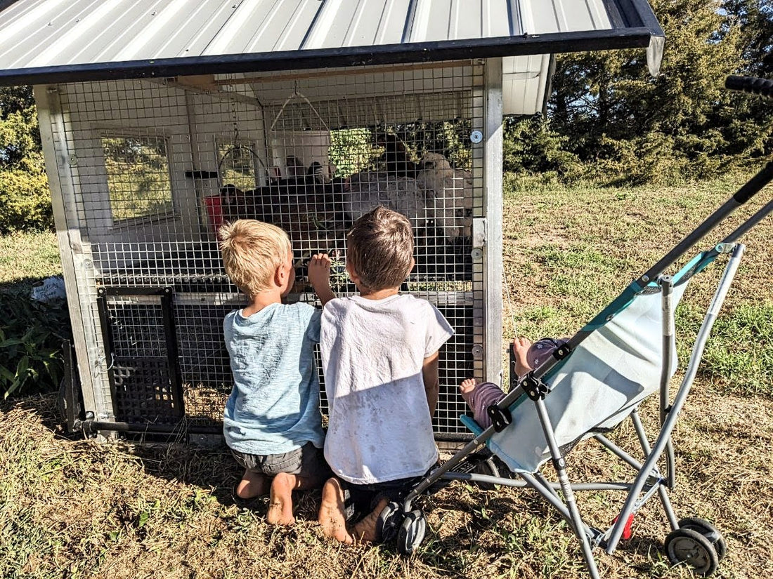 Chickens for Mental Health