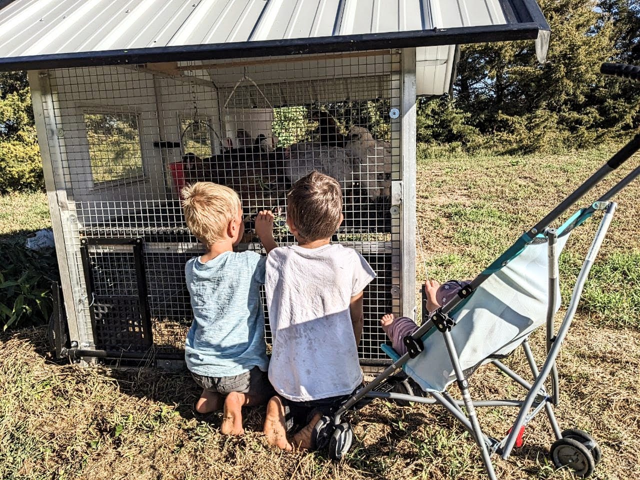 Chickens for Mental Health