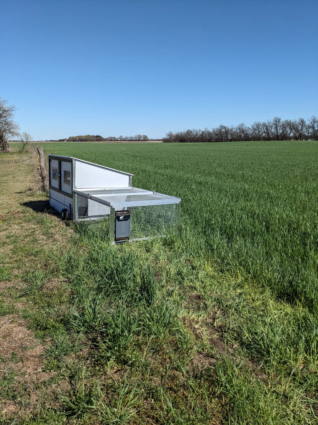 Benefits of Providing Pasture to Poultry