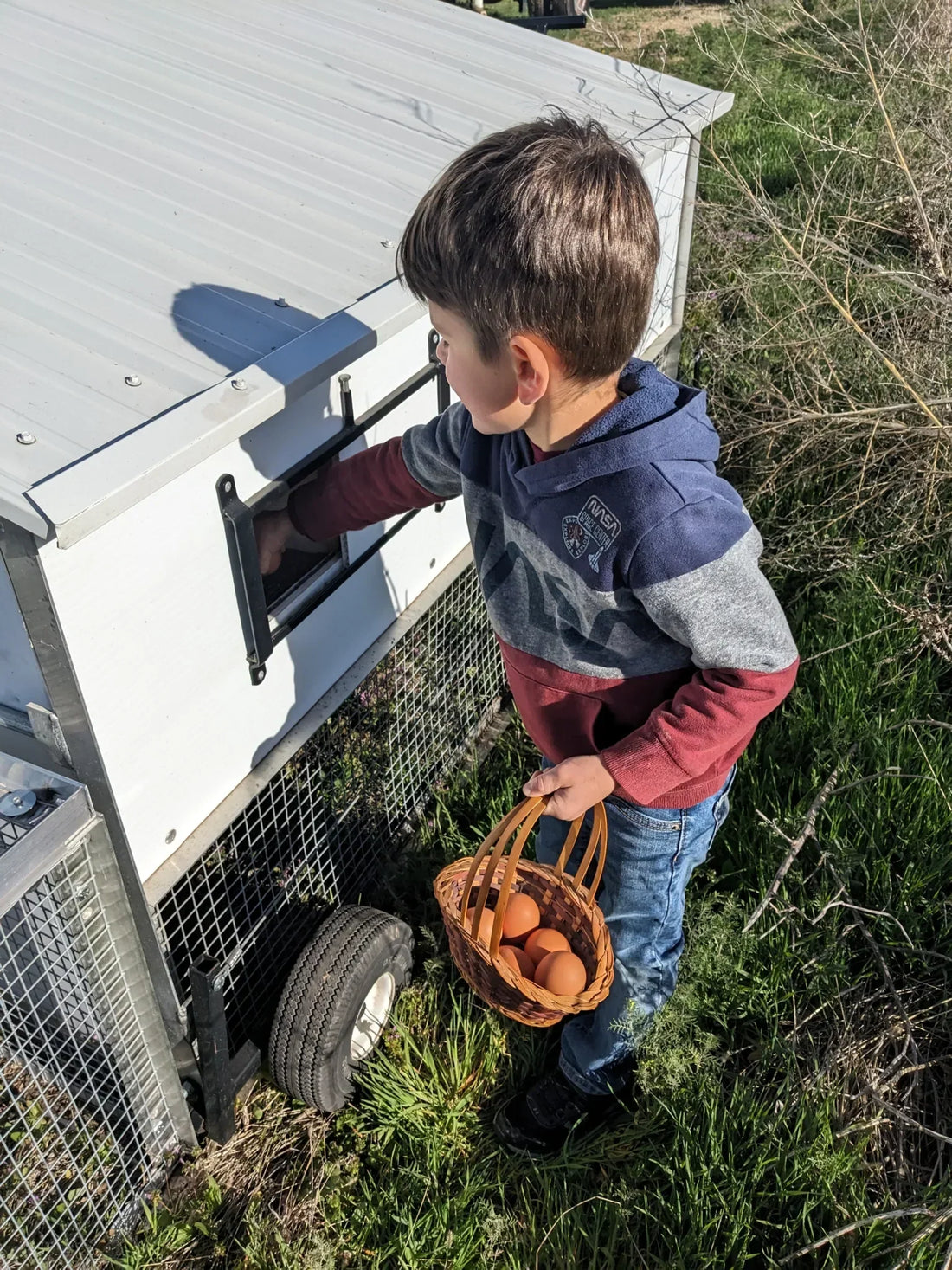 Avian Flu and the Fragile Food System