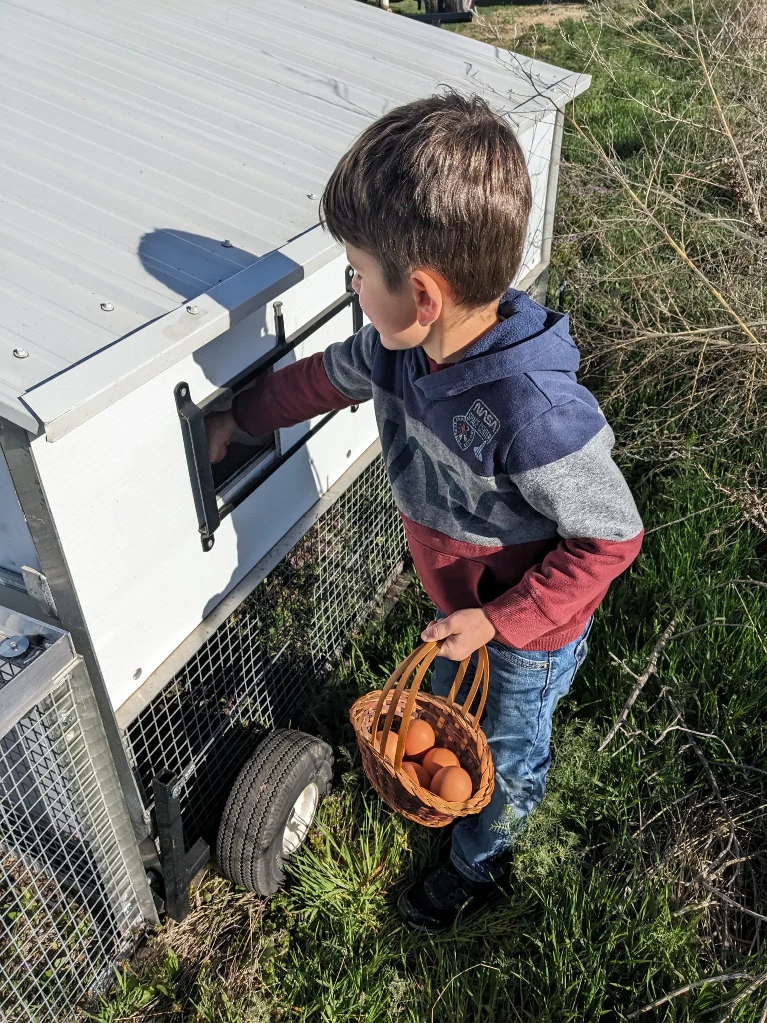 Avian Flu and the Fragile Food System