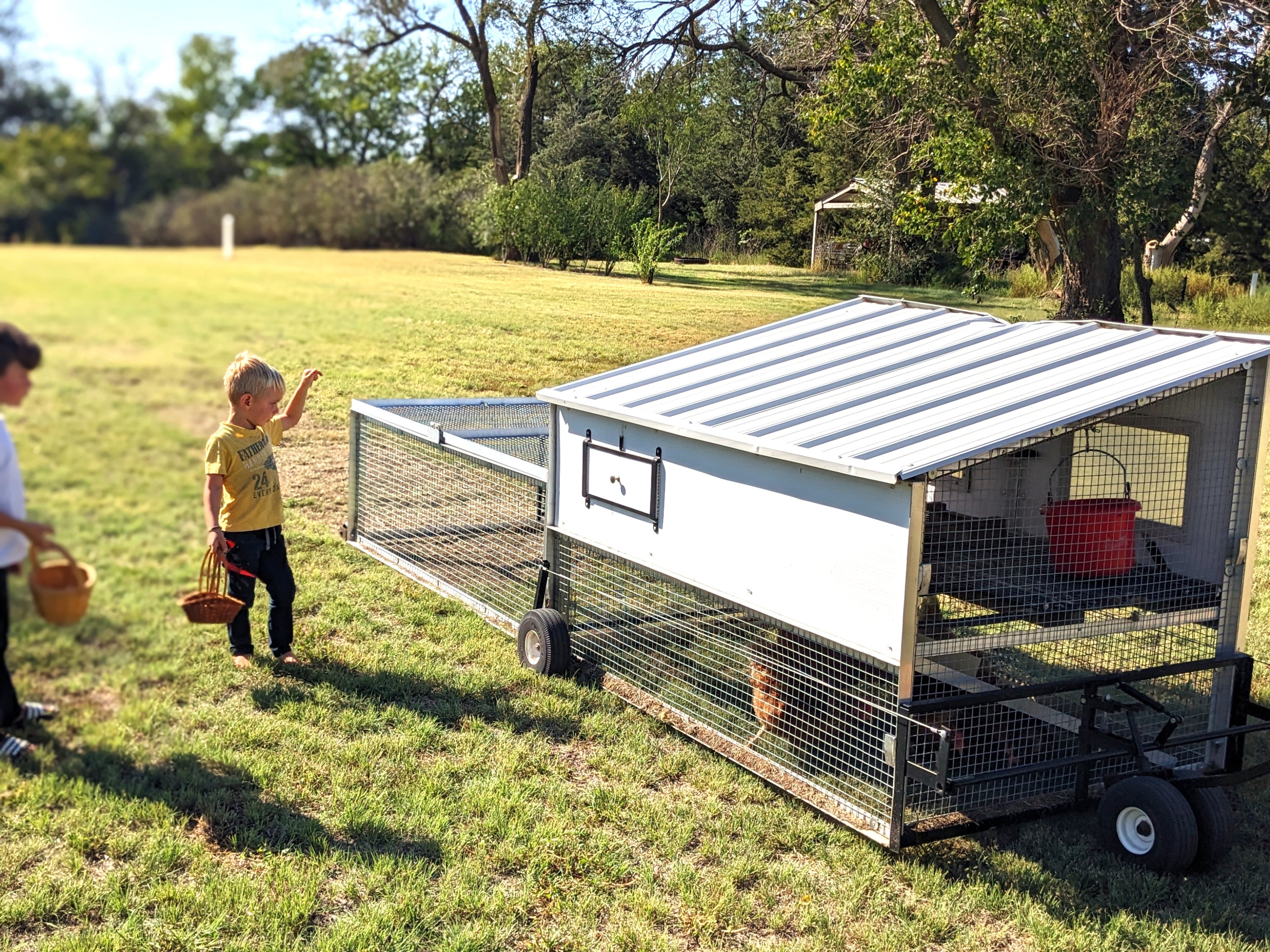 Essential Tips for First-time Chicken Owners