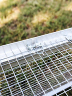 The Egg Cart’n Run