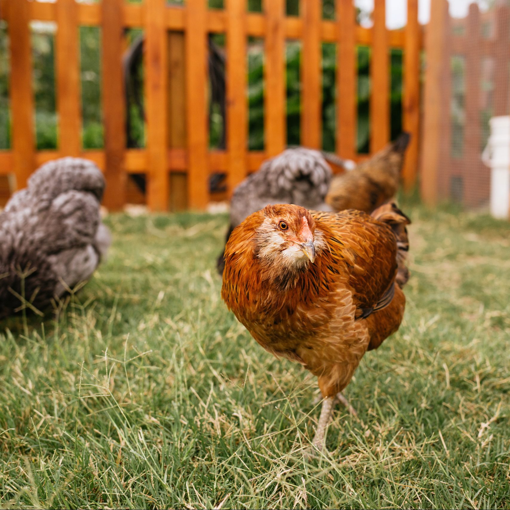 happy chickens in a luscious small backyard