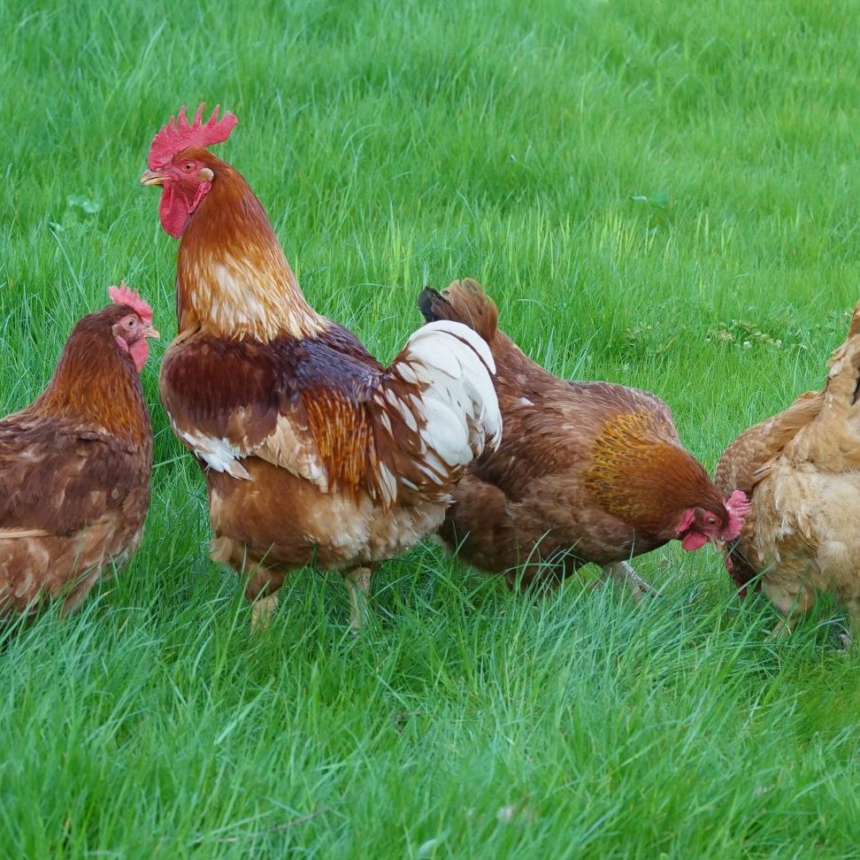 happy healthy chickens in backyard