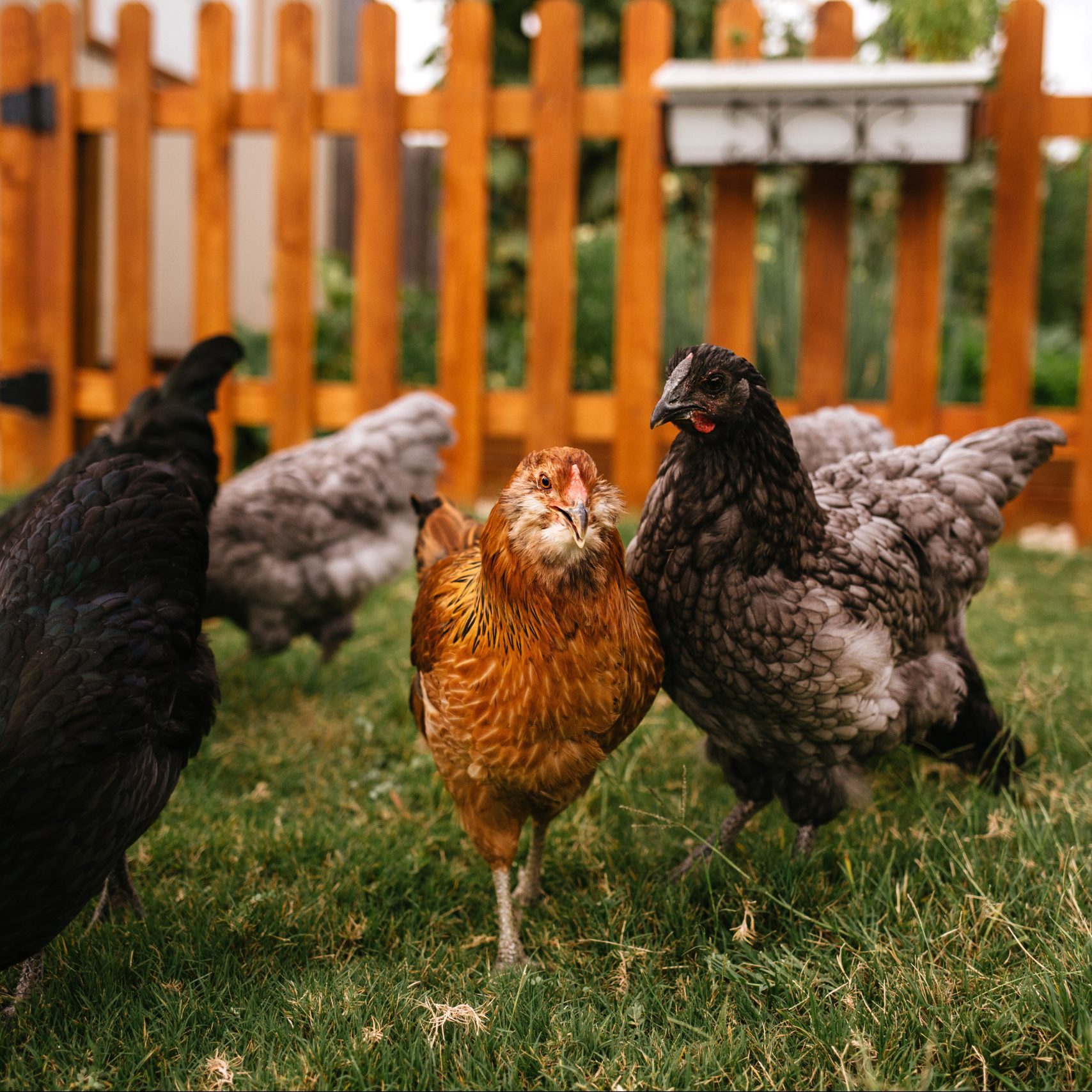 chickens in a small, luscious backyard