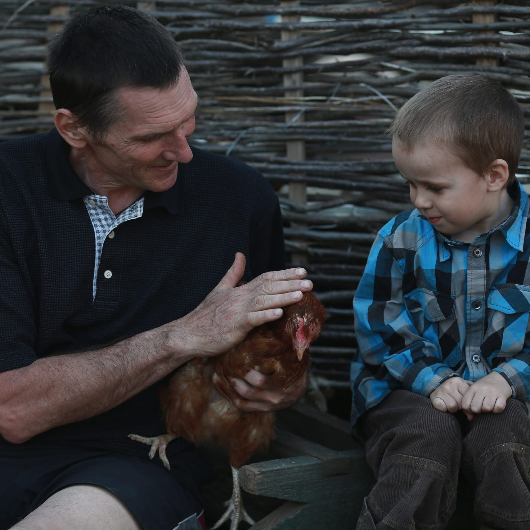 man showing his healthy happy chicken to grandson